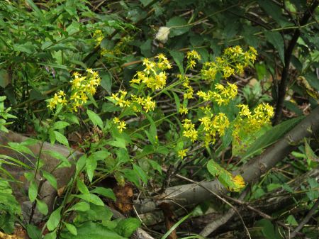 アキノキリンソウ