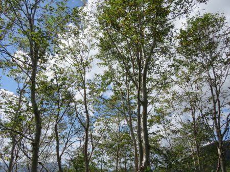 ダケカンバ？シラカバ？