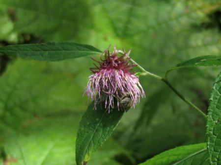 ハクサンアザミ