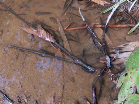 オタマジャクシ