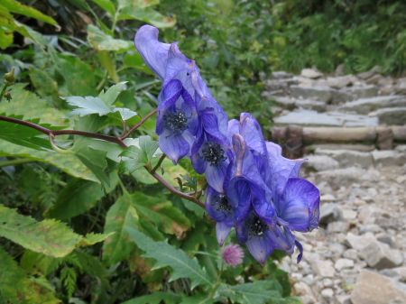 ハクサントリカブト