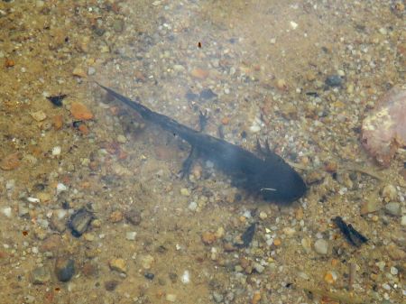 クロサンショウウオ