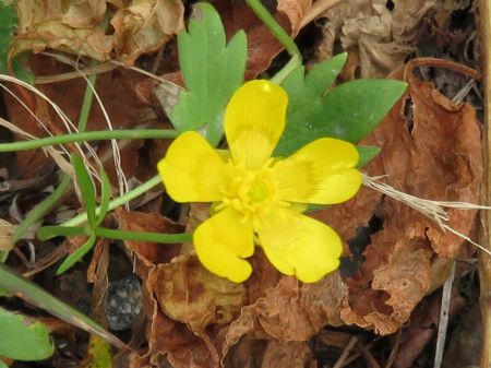 ミヤマキンポウゲ