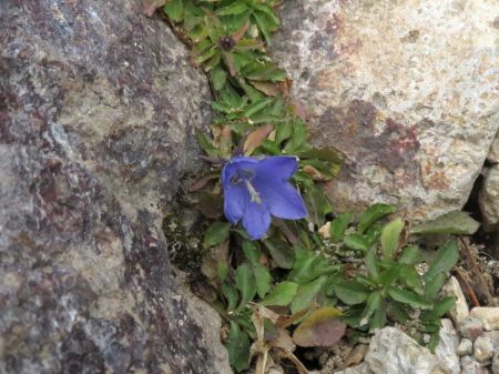 ミヤマリンドウ