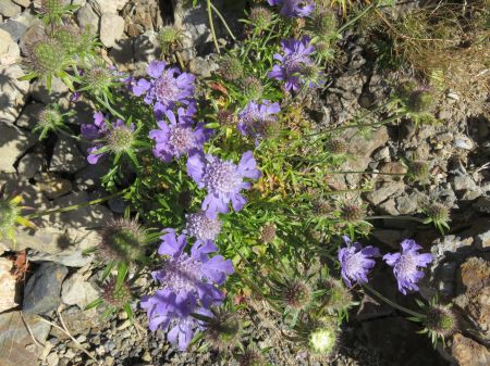 タカネマツムシソウ