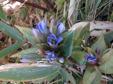 ミヤマリンドウ