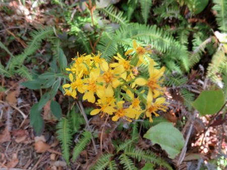 アキノキリンソウ