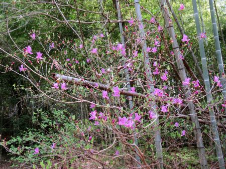 コバノミツバツツジ