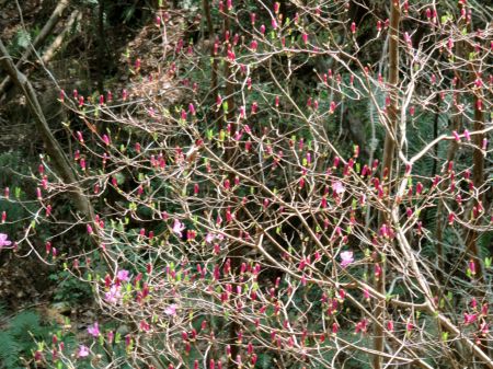 コバノミツバツツジ