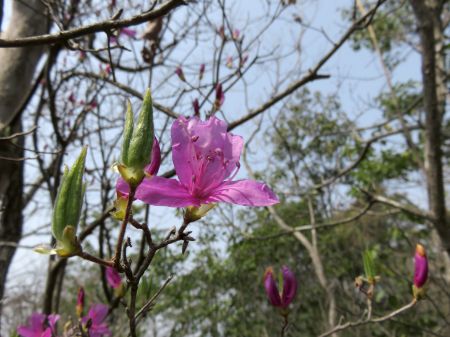 コバノミツバツツジ