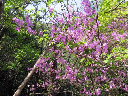 コバノミツバツツジ