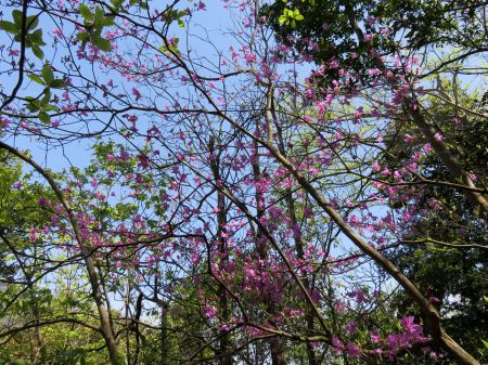 コバノミツバツツジ