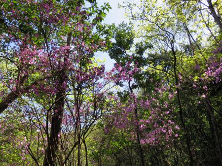 コバノミツバツツジ