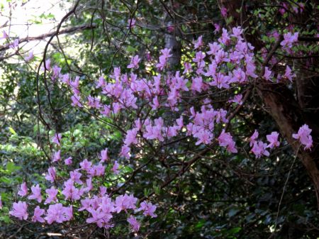 コバノミツバツツジ