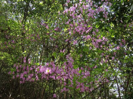 コバノミツバツツジ