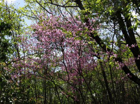 コバノミツバツツジ