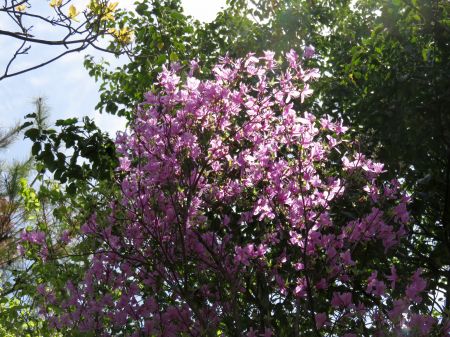 コバノミツバツツジ