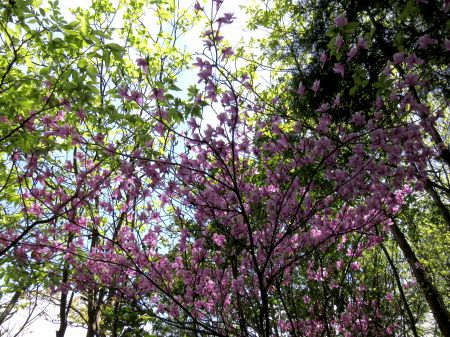 コバノミツバツツジ