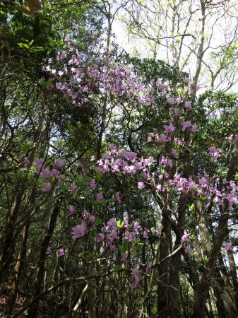 コバノミツバツツジ