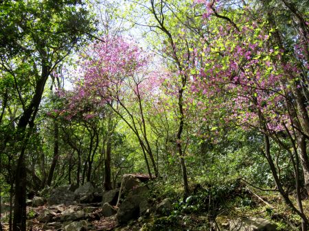 コバノミツバツツジ