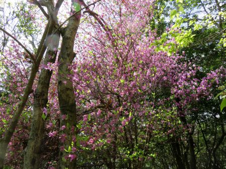 コバノミツバツツジ