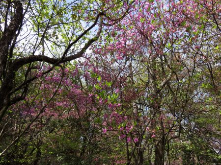 コバノミツバツツジ