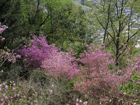 コバノミツバツツジ