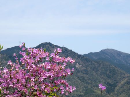 コバノミツバツツジ