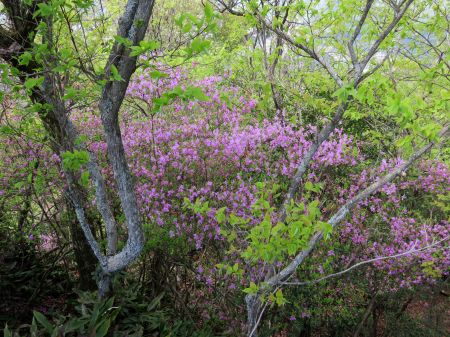コバノミバツツジ