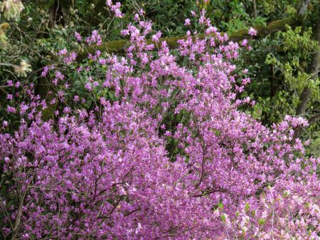 コバノミバツツジ