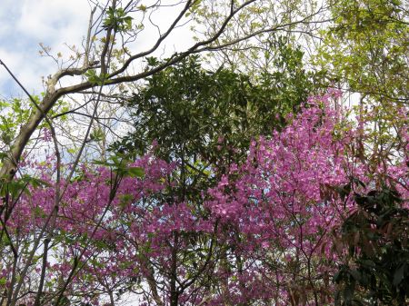 コバノミバツツジ