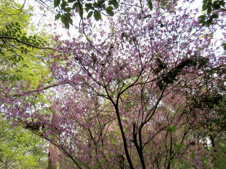 コバノミバツツジ