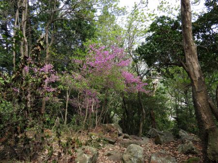 コバノミバツツジ