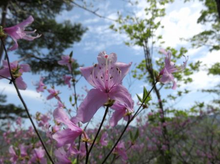 コバノミバツツジ