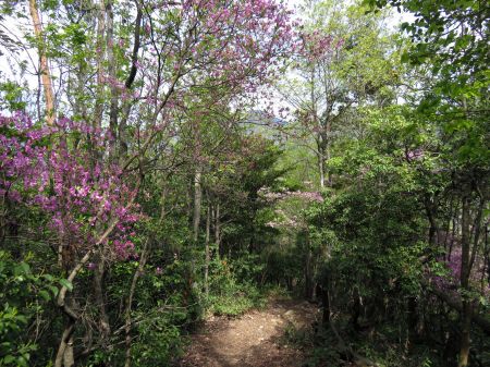 コバノミバツツジ