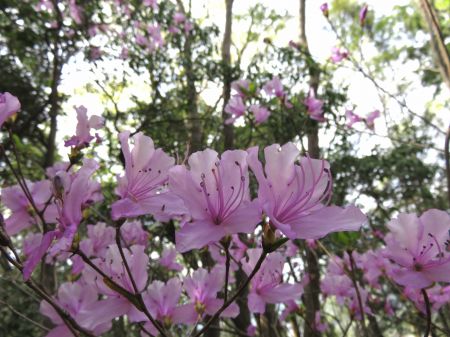 コバノミバツツジ