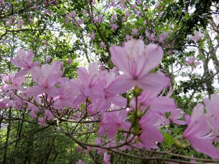 コバノミバツツジ