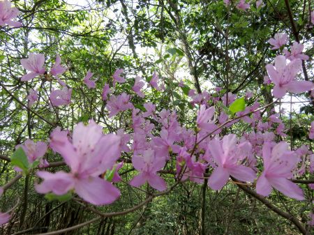 コバノミバツツジ