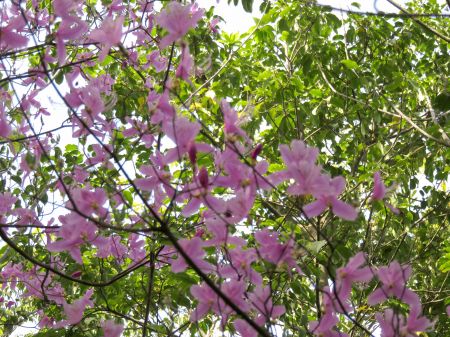 コバノミバツツジ