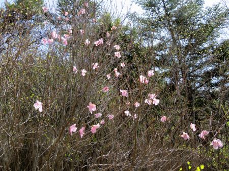 アケボノツツジ