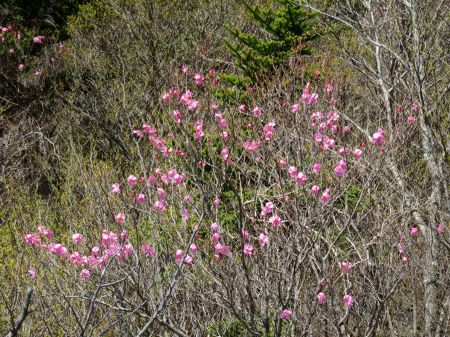 アケボノツツジ