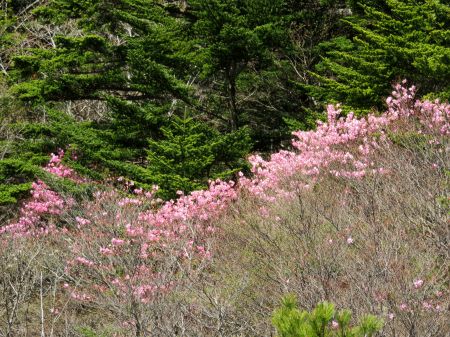 アケボノツツジ