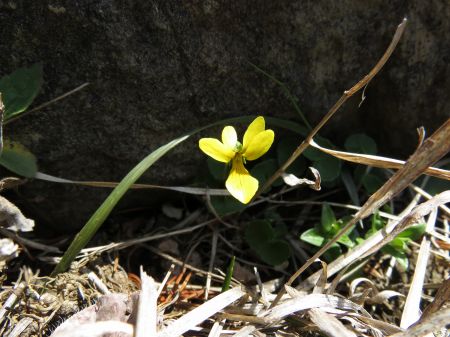 キバナノコマノツメ