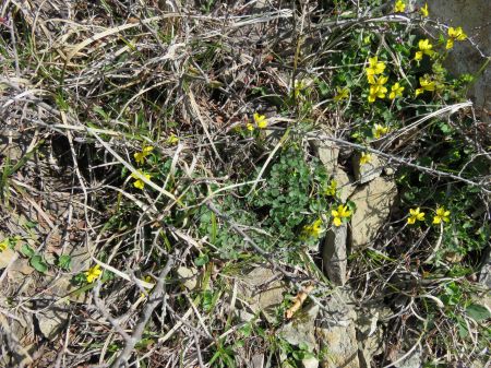 キバナノコマノツメ