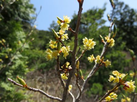 シロモジ、クロモジ