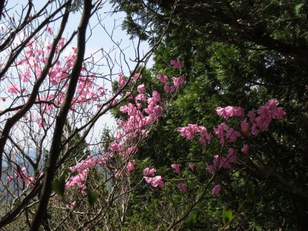 アケボノツツジ