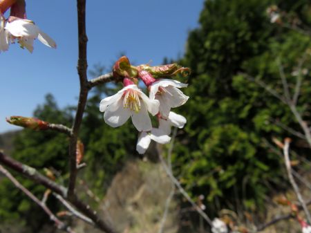 イシヅチザクラ