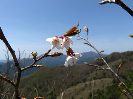 イシヅチザクラ