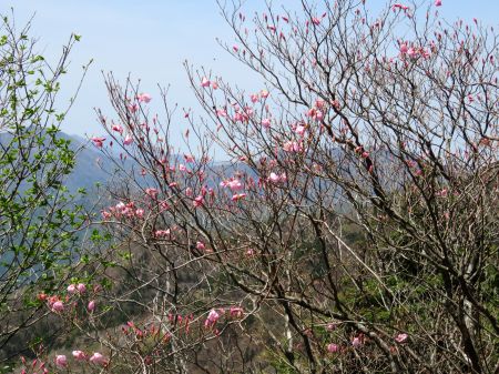 アケボノツツジ