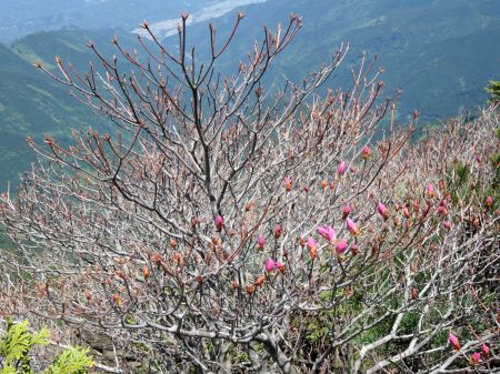 アケボノツツジ